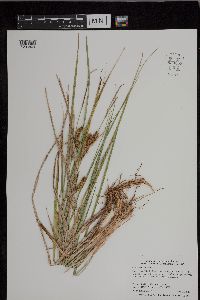 Carex utriculata image