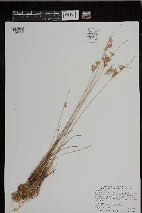 Juncus dudleyi image