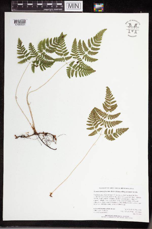 Gymnocarpium jessoense subsp. parvulum image