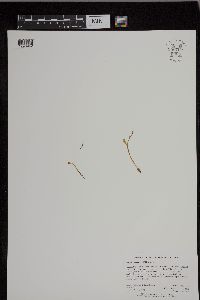 Image of Botrychium mormo