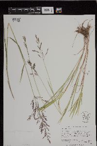 Agrostis gigantea image