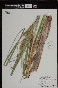 Carex utriculata image