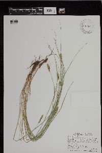 Carex vulpinoidea image