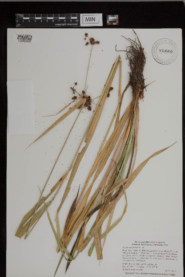 Scirpus atrovirens image