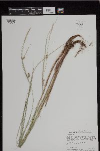 Carex pellita image