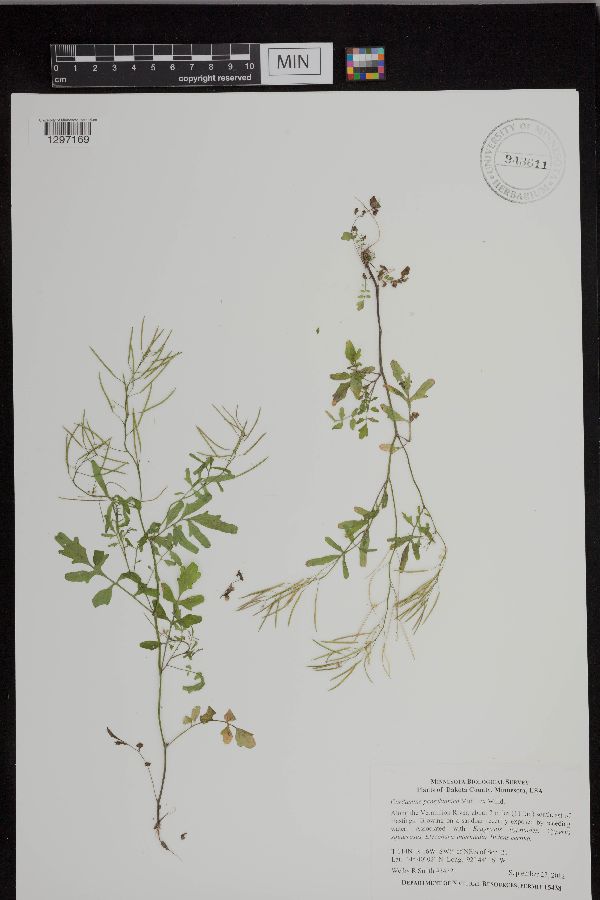 Cardamine pensylvanica image