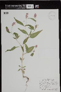 Persicaria pensylvanica image