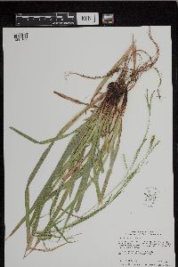 Carex arctata image