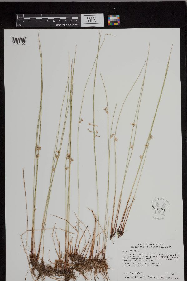 Juncus filiformis image