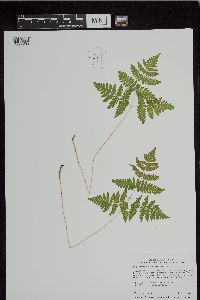 Image of Gymnocarpium dryopteris