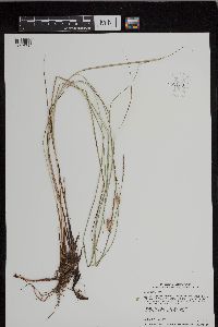 Carex pellita image