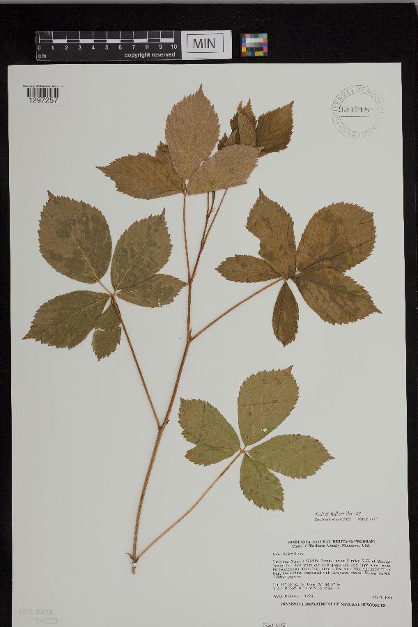 Rubus regionalis image
