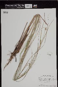 Carex pellita image