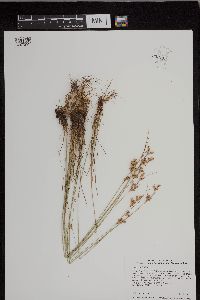 Juncus dudleyi image