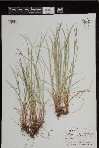 Carex pensylvanica image