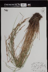 Carex stricta image