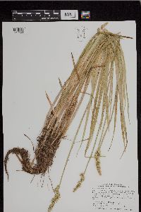 Carex stipata image