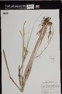 Carex utriculata image