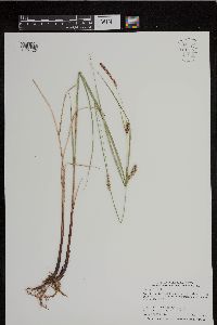 Carex pellita image