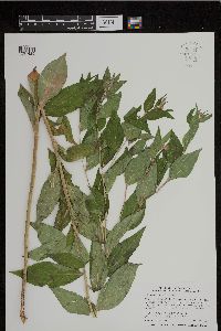 Image of Lithospermum latifolium