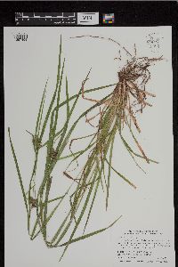 Carex intumescens image