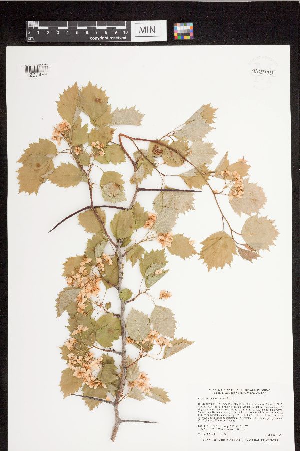 Crataegus image