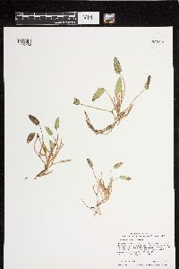 Image of Heteranthera limosa