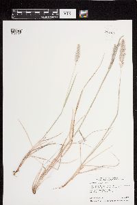 Image of Calamagrostis purpurascens