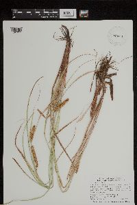 Carex utriculata image