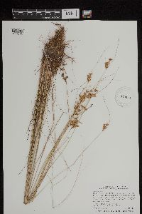 Juncus dudleyi image