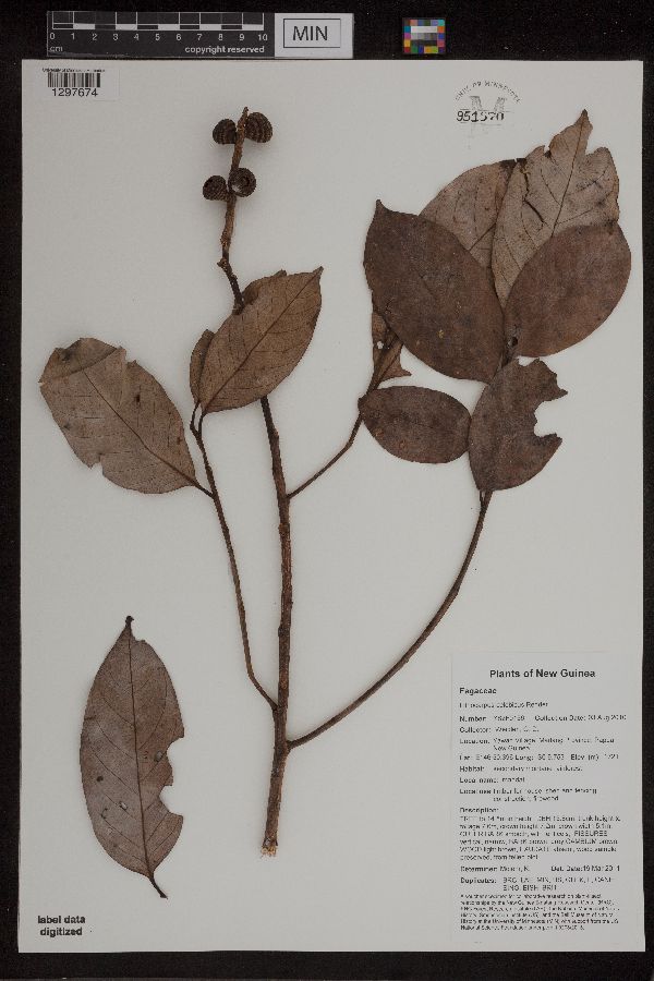 Lithocarpus celebicus image