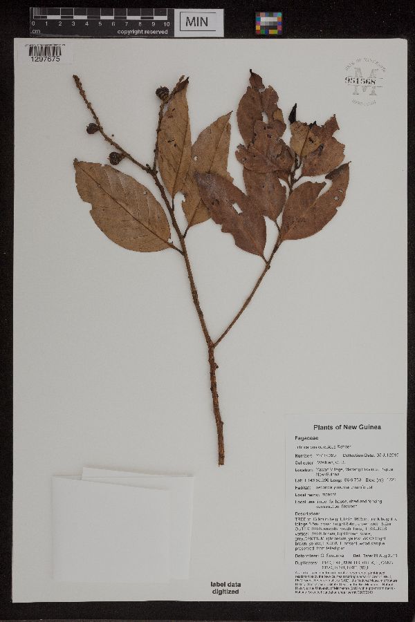 Lithocarpus celebicus image