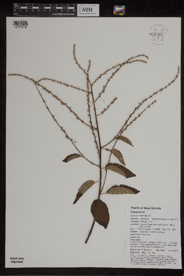 Gouania microcarpa image