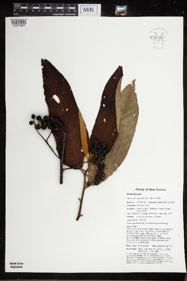 Alphitonia incana image