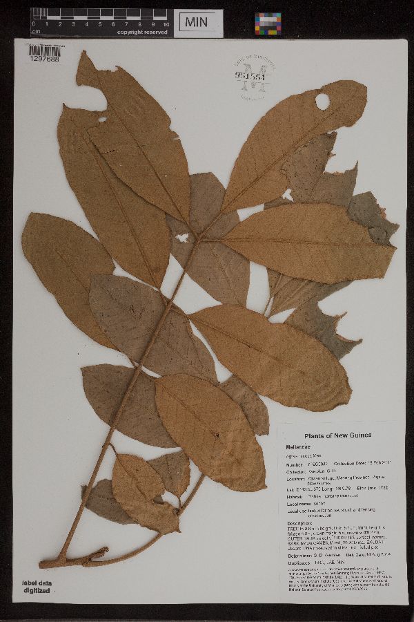 Aglaia image