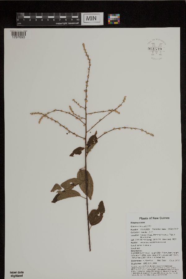 Gouania microcarpa image