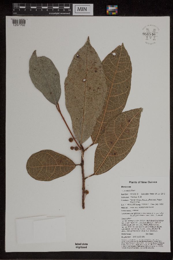 Ficus wassa image