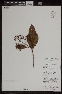 Beccarianthus acutifolius image