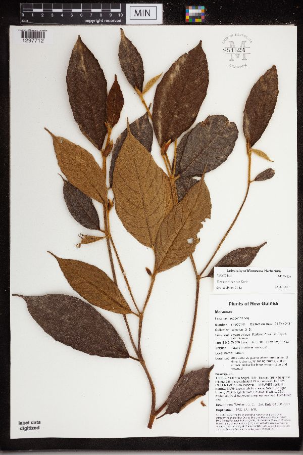 Ficus trichocerasa image