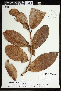 Ficus drupacea image