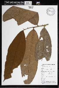 Image of Pseudolmedia macrophylla