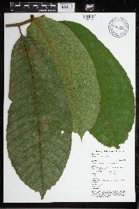 Image of Perebea guianensis