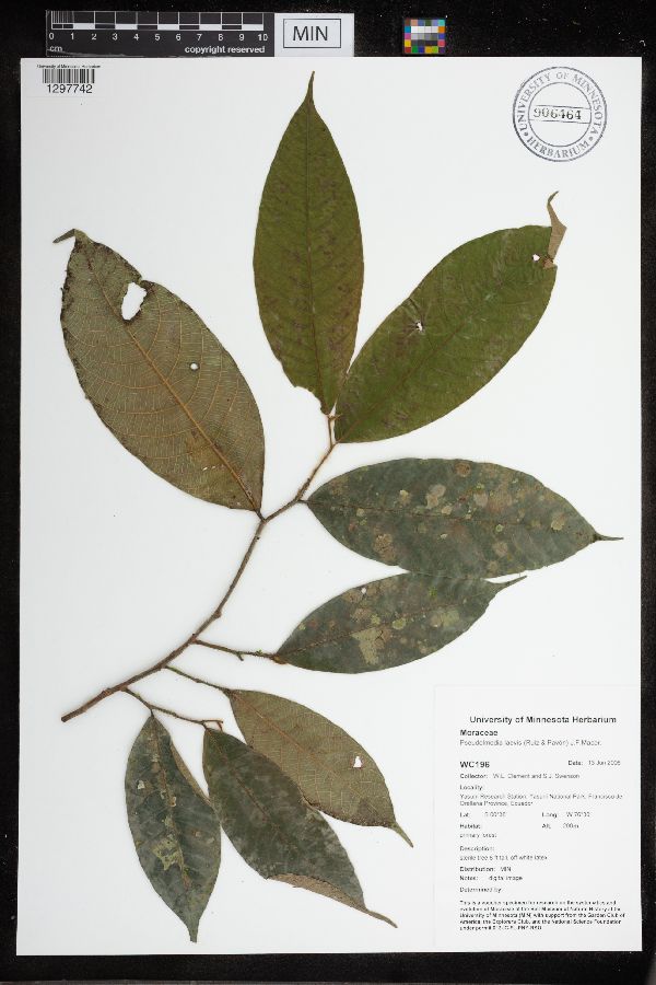 Pseudolmedia laevis image