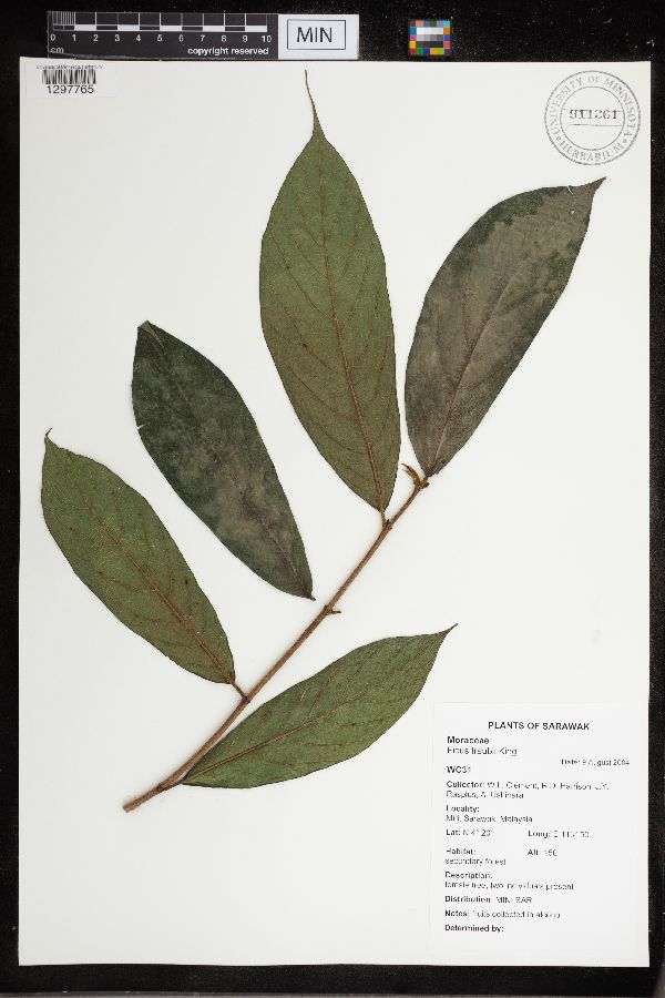 Ficus treubii image