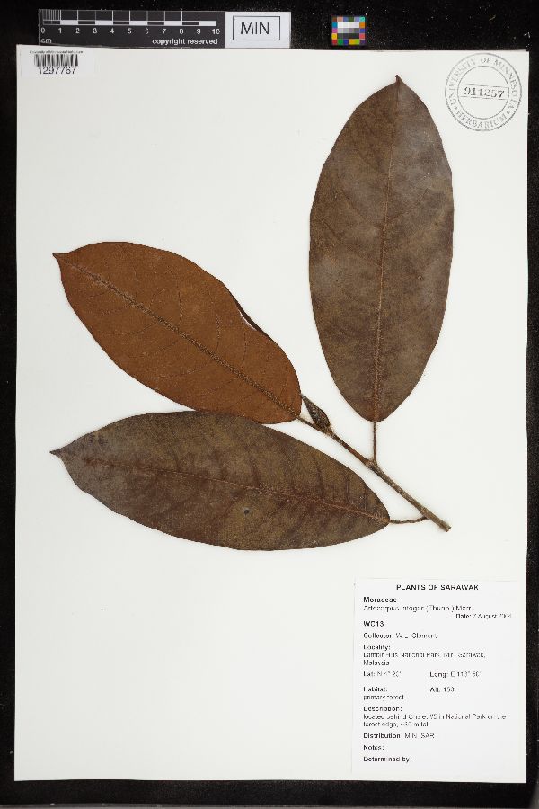 Artocarpus integer image