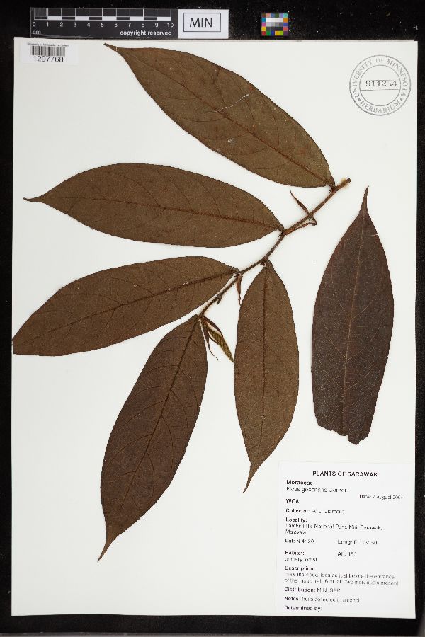 Ficus geocharis image