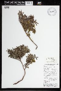Image of Amaracarpus calcicola