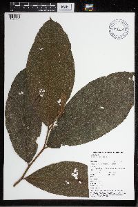 Perebea guianensis image