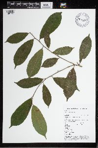 Image of Maquira guianensis