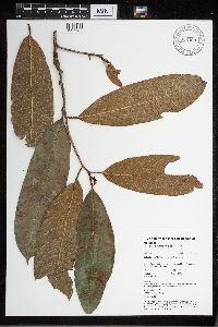 Image of Naucleopsis imitans